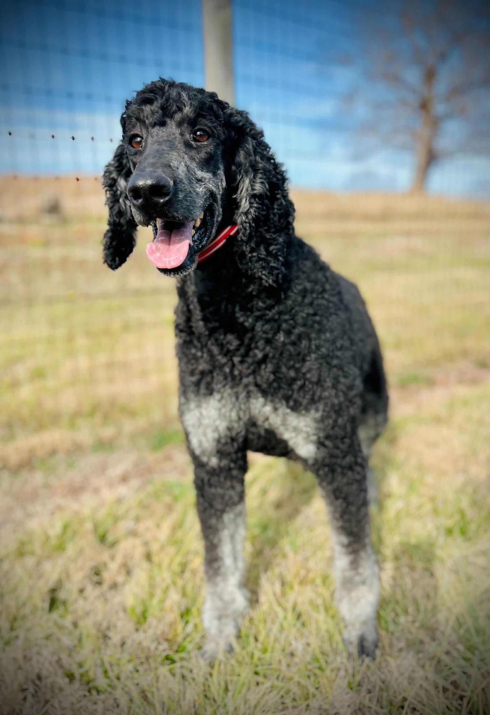 Enlarge Bentley Oakes Dec 25, a Adoptable Standard Poodle in Pacolet, SC image 3/3