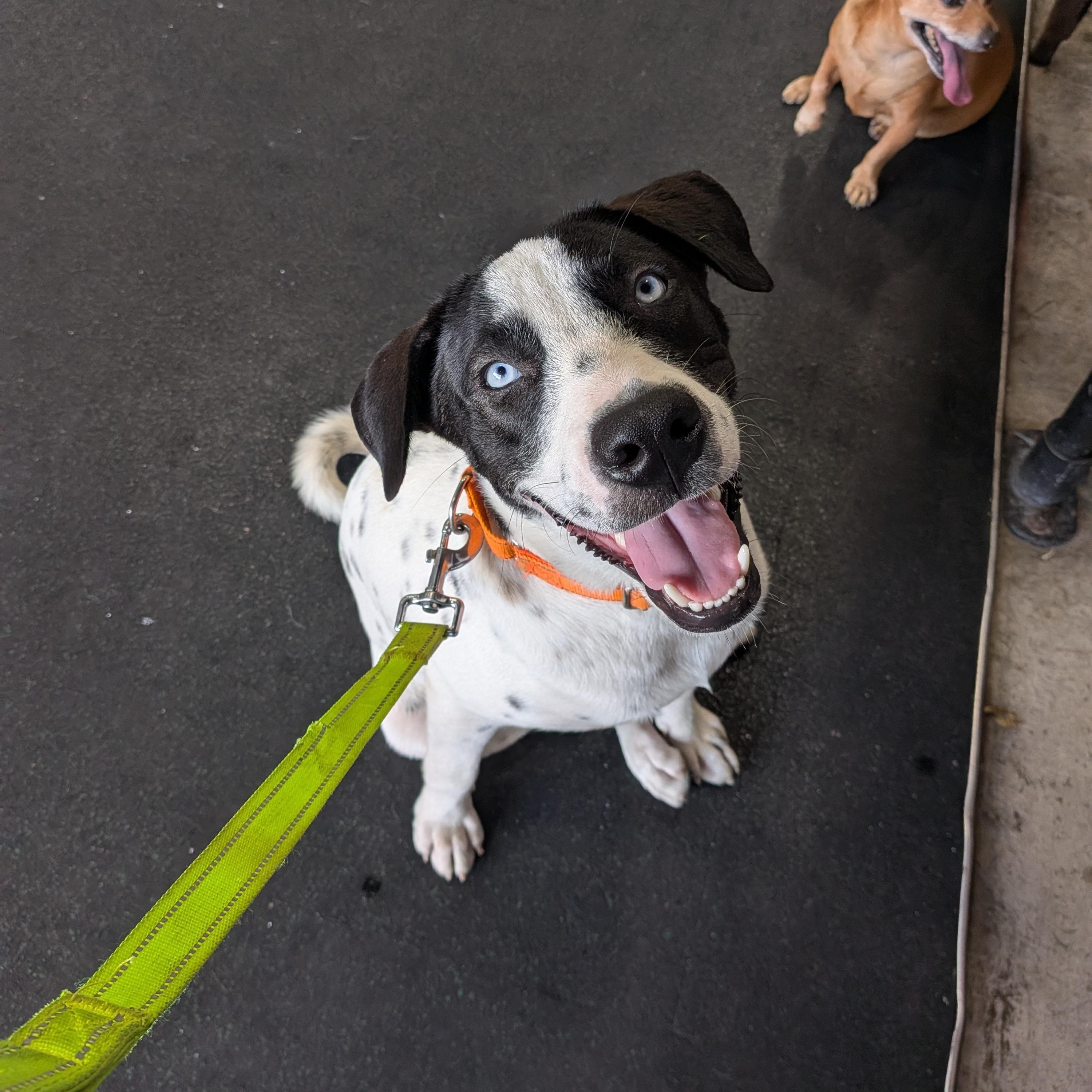 Lincoln, Adoptable, Young Male English Pointer & Hound.