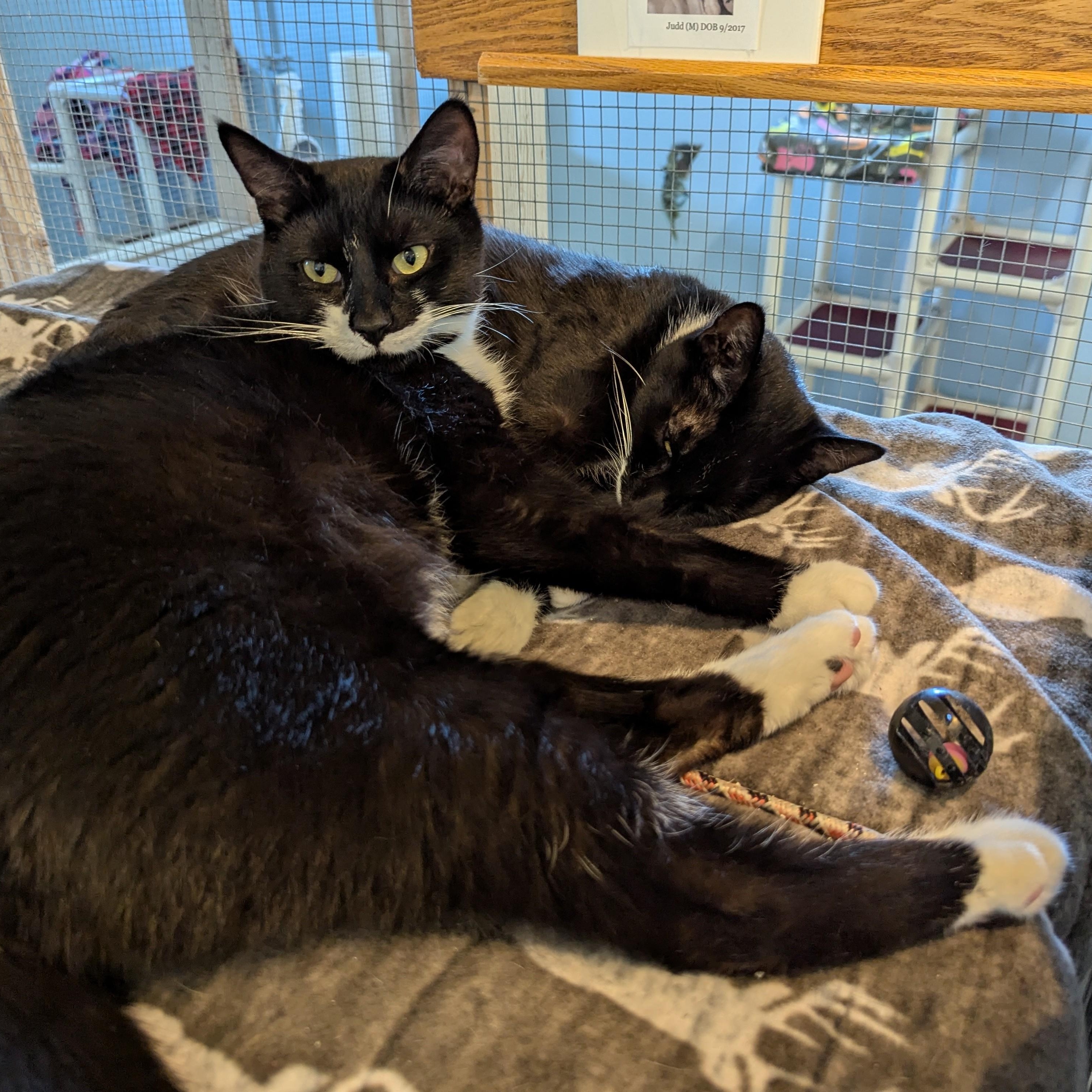 JERRY (and Tom)