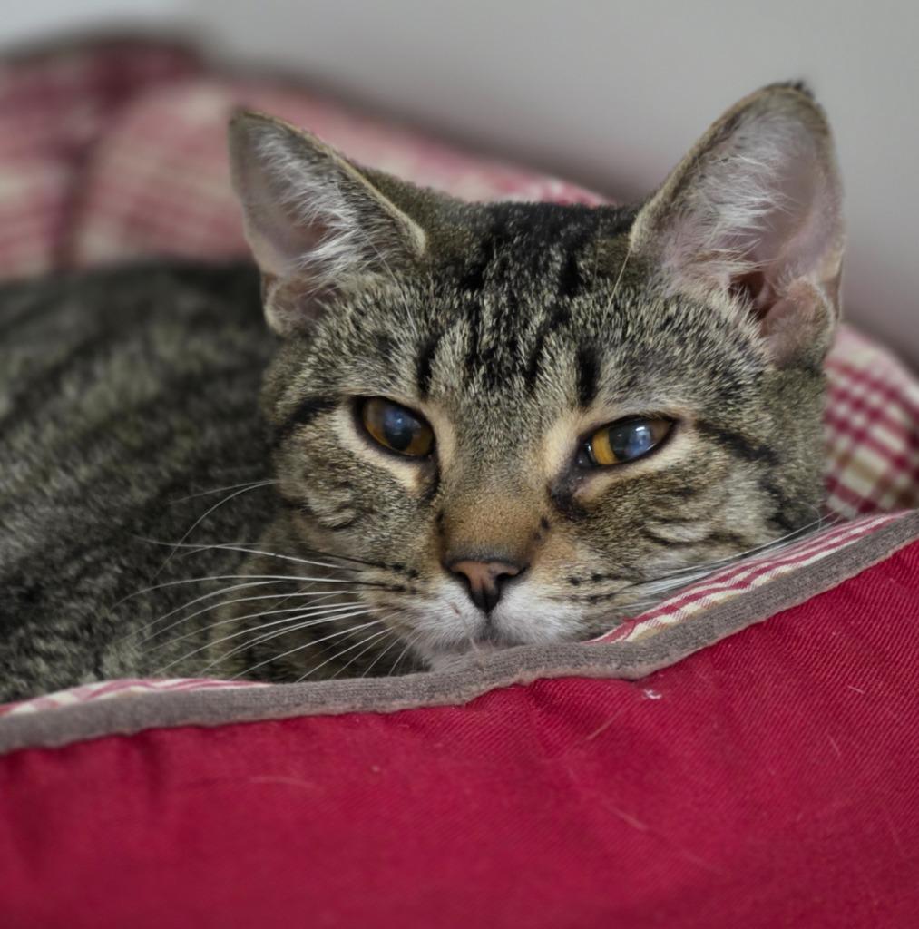 Enlarge Trixy, a Adoptable mixed breed in Huntington, IN image 1/1