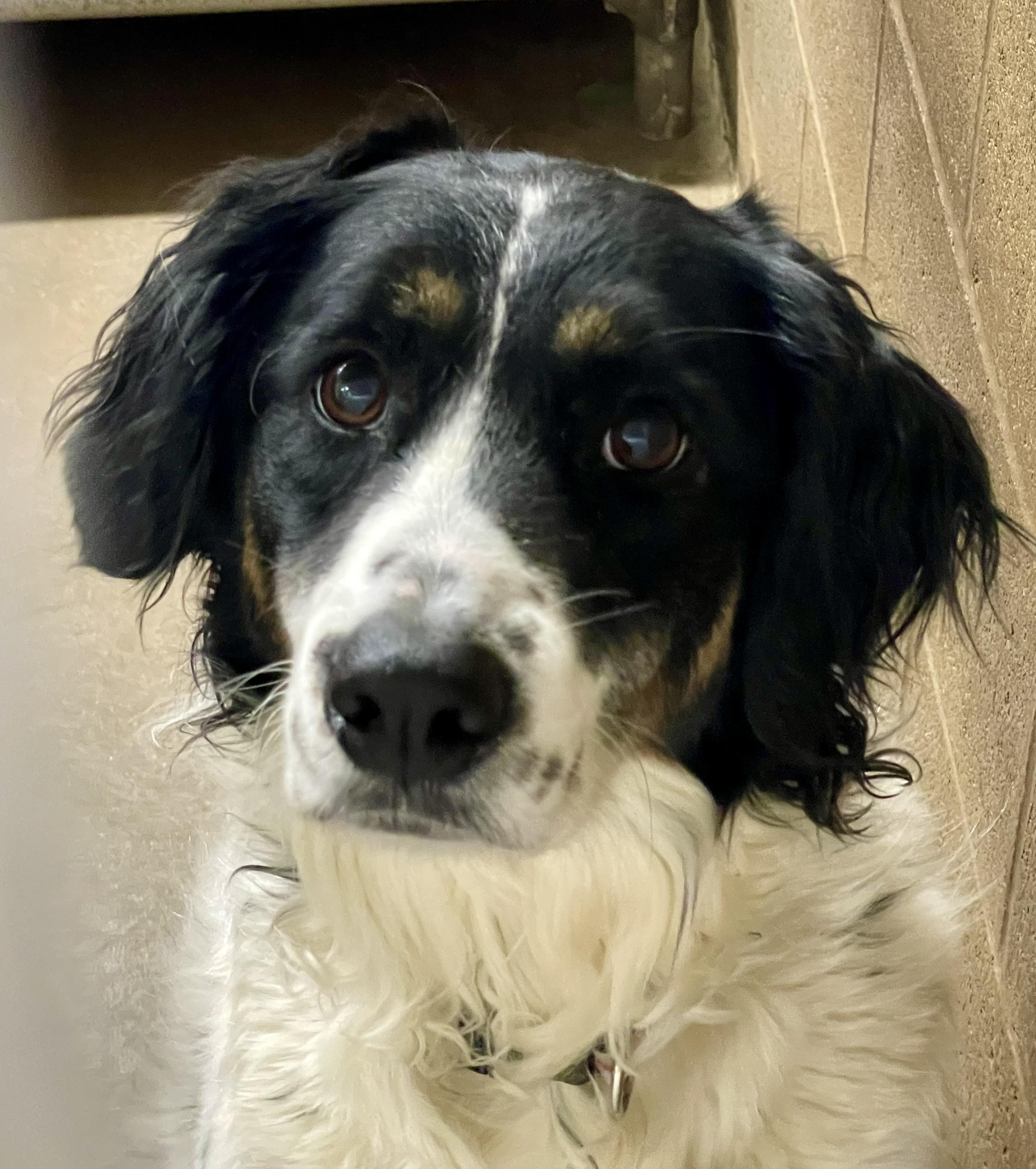 Enlarge Dottie, an adopted mixed breed in Lacon, IL image 3/4