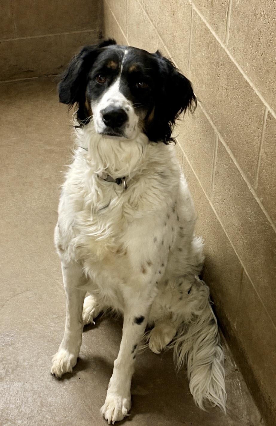 Enlarge Dottie, an adopted mixed breed in Lacon, IL image 2/4