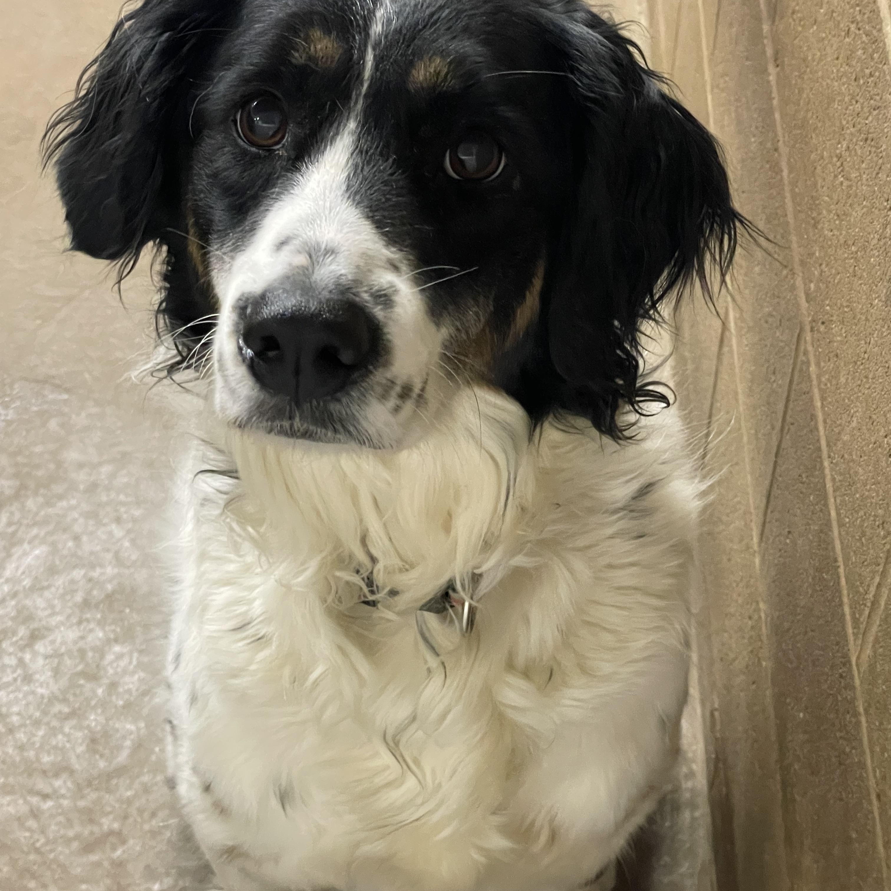 Enlarge Dottie, an adopted mixed breed in Lacon, IL image 4/4