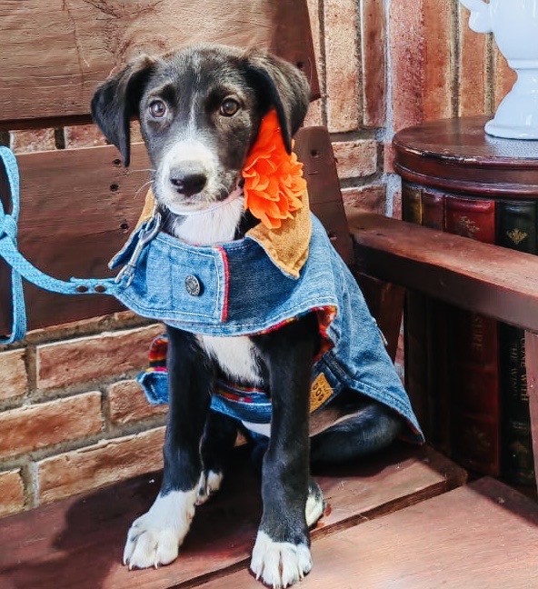 Dog for adoption Chabely, a Labrador Retriever Mix in Calais , ME
