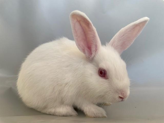 Enlarge Chloe, a Adoptable American in Salt Lake City, UT image 3/4