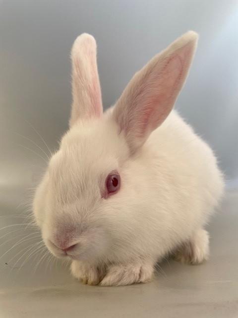 Enlarge Chloe, a Adoptable American in Salt Lake City, UT image 4/4