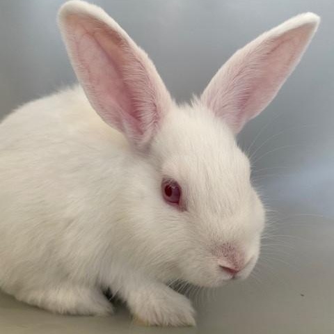 Enlarge Chloe, a Adoptable American in Salt Lake City, UT image 1/4