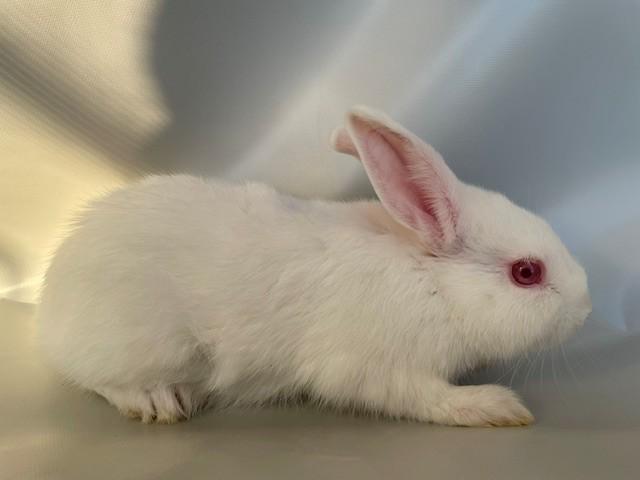 Enlarge Chloe, a Adoptable American in Salt Lake City, UT image 2/4