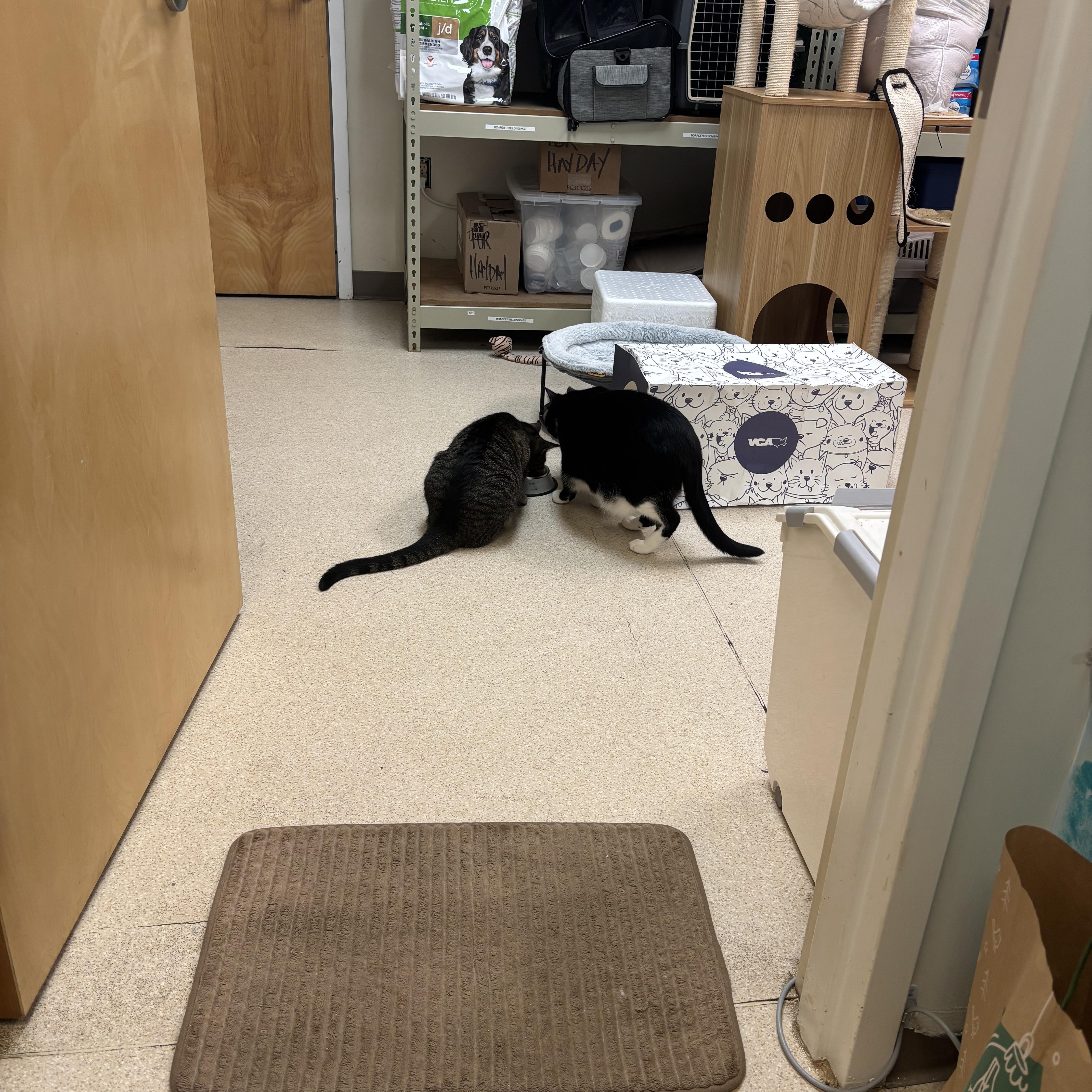 Enlarge Gouda - THE BEST CHEESE CAT IN THE WORLD, a Adoptable Domestic Short Hair in Bristow, VA image 2/5