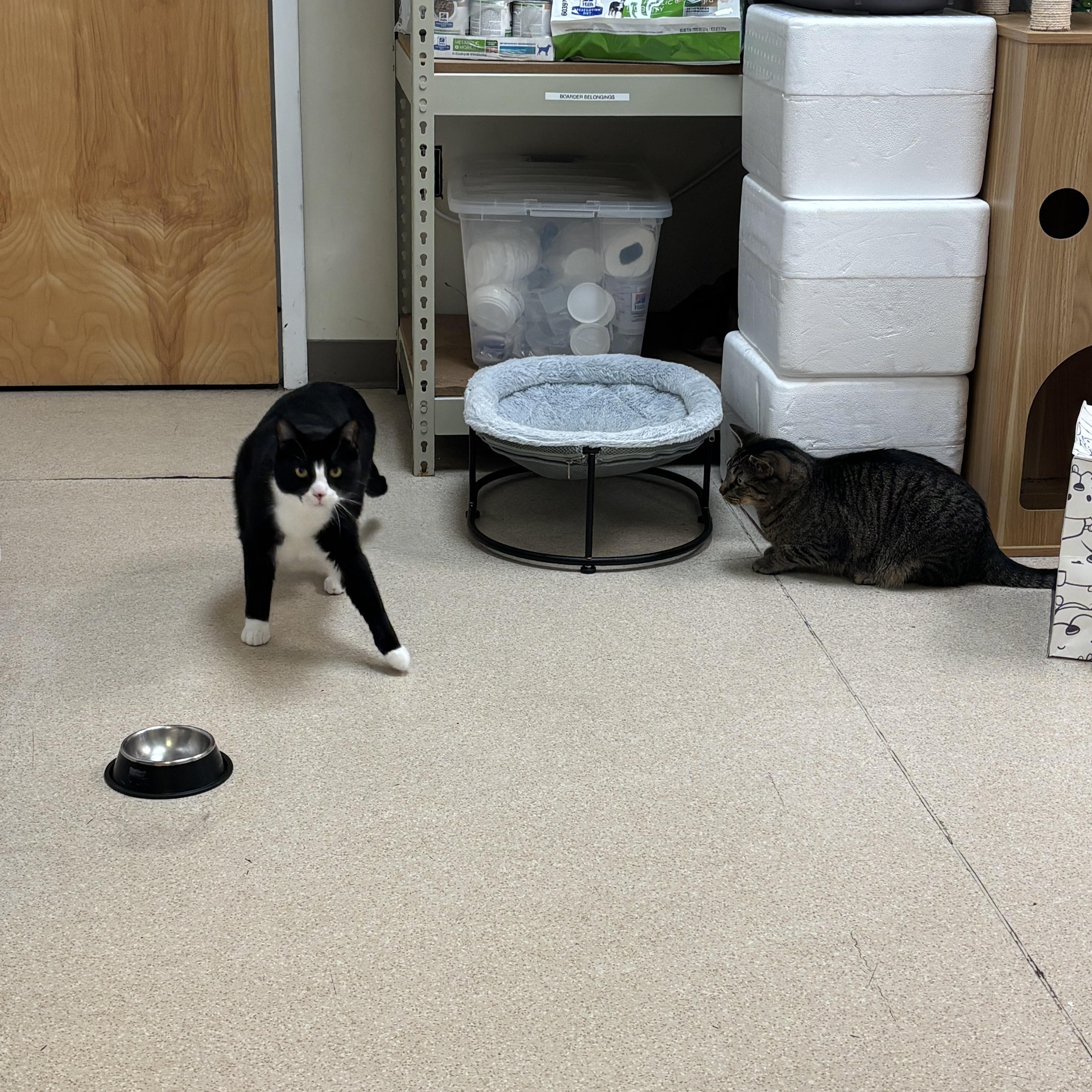 Enlarge Gouda - THE BEST CHEESE CAT IN THE WORLD, a Adoptable Domestic Short Hair in Bristow, VA image 3/5
