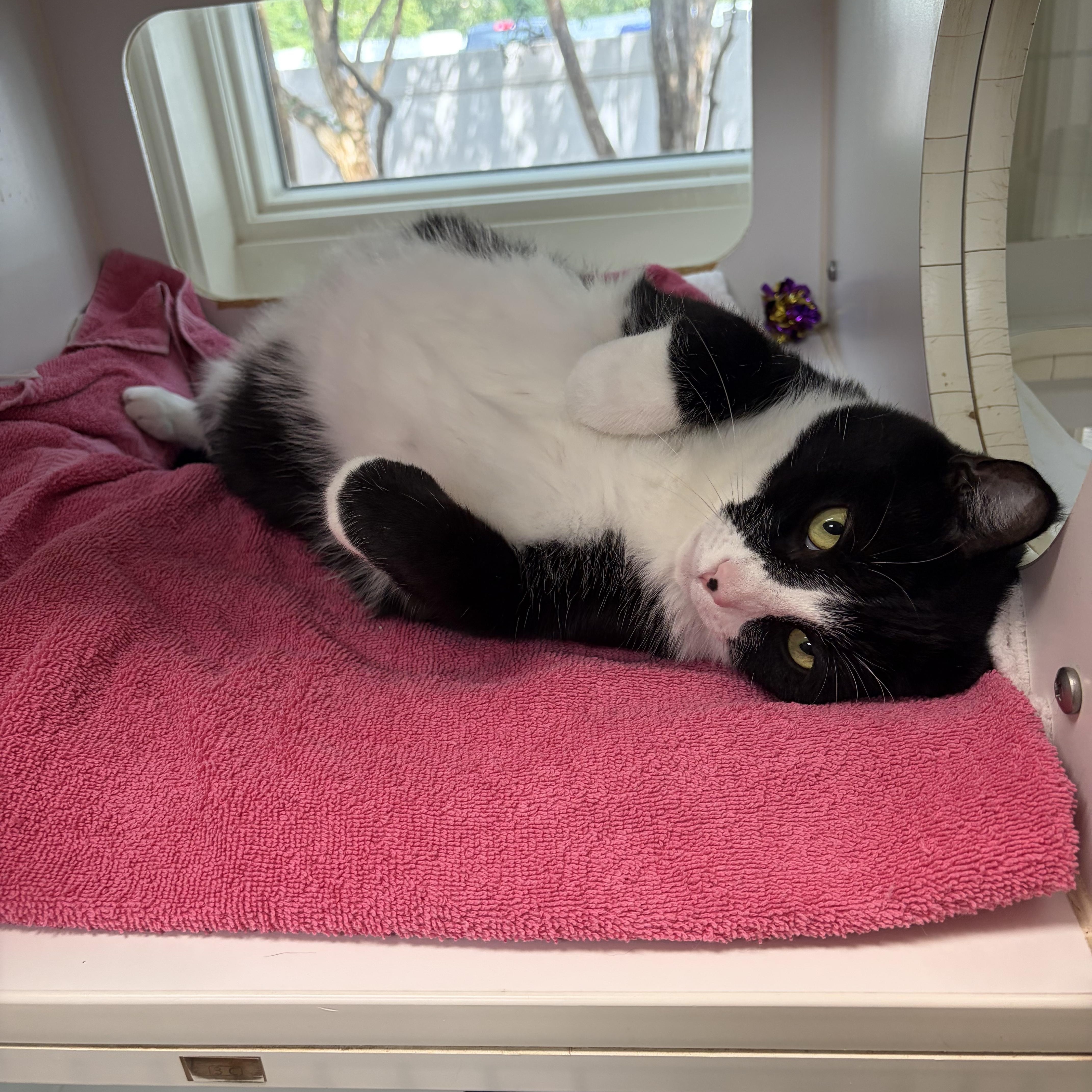 Enlarge Gouda - THE BEST CHEESE CAT IN THE WORLD, a Adoptable Domestic Short Hair in Bristow, VA image 4/5
