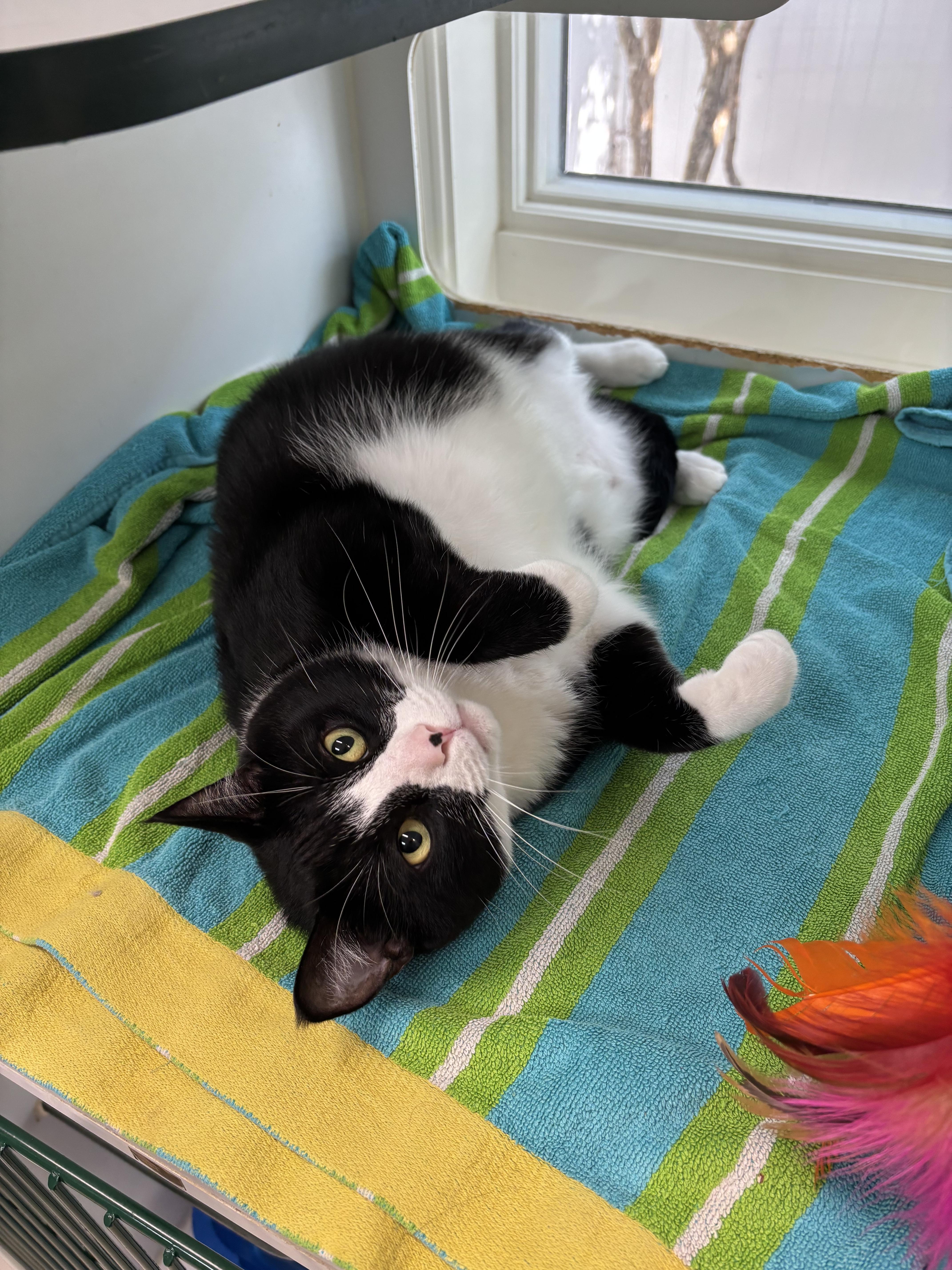 Enlarge Gouda - THE BEST CHEESE CAT IN THE WORLD, a Adoptable Domestic Short Hair in Bristow, VA image 1/5