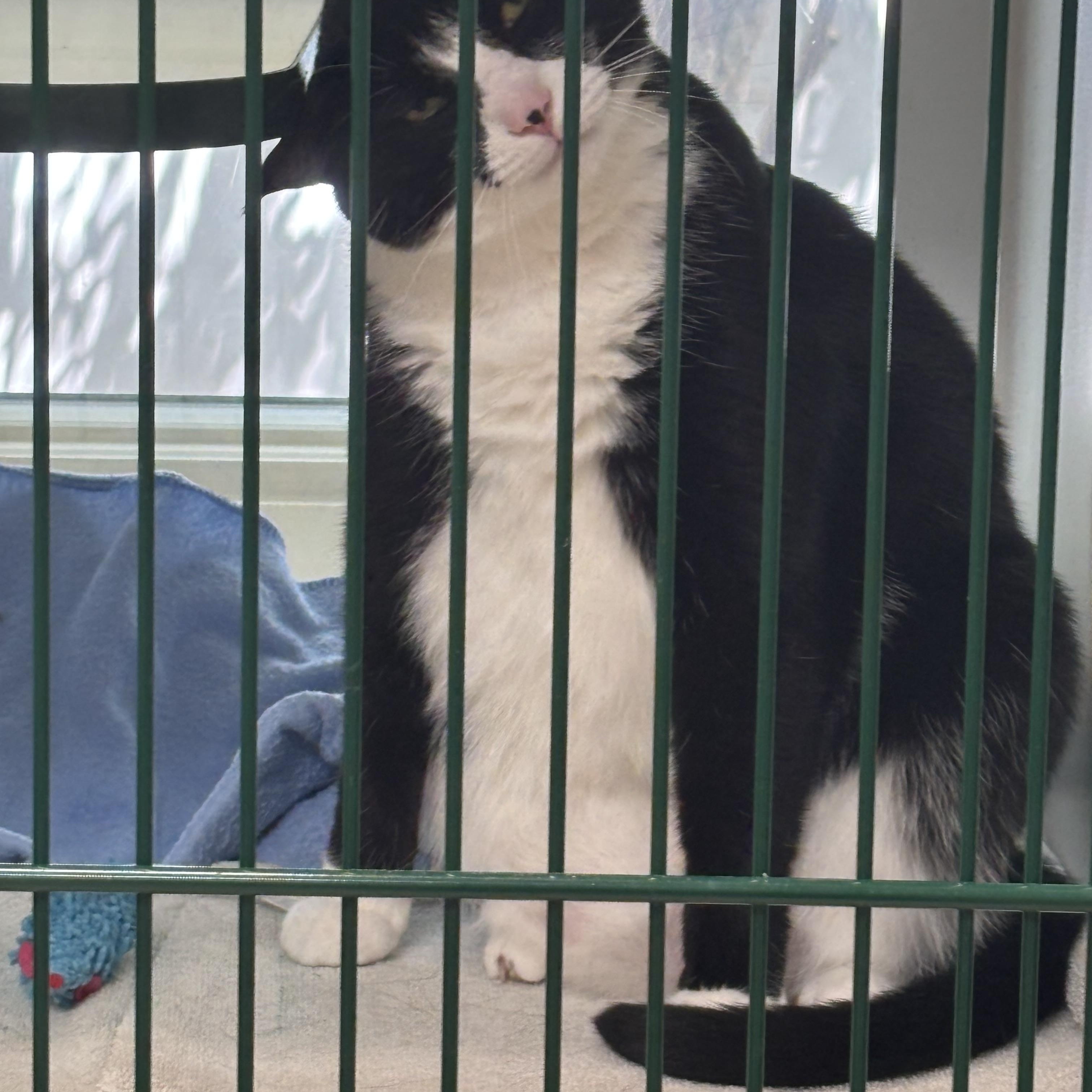 Enlarge Gouda - THE BEST CHEESE CAT IN THE WORLD, a Adoptable Domestic Short Hair in Bristow, VA image 5/5