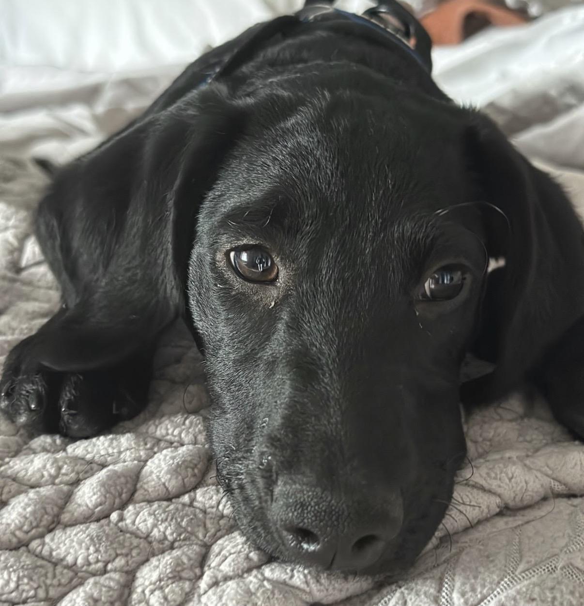 Elphaba, adoptable, Puppy Female Black Labrador Retriever.