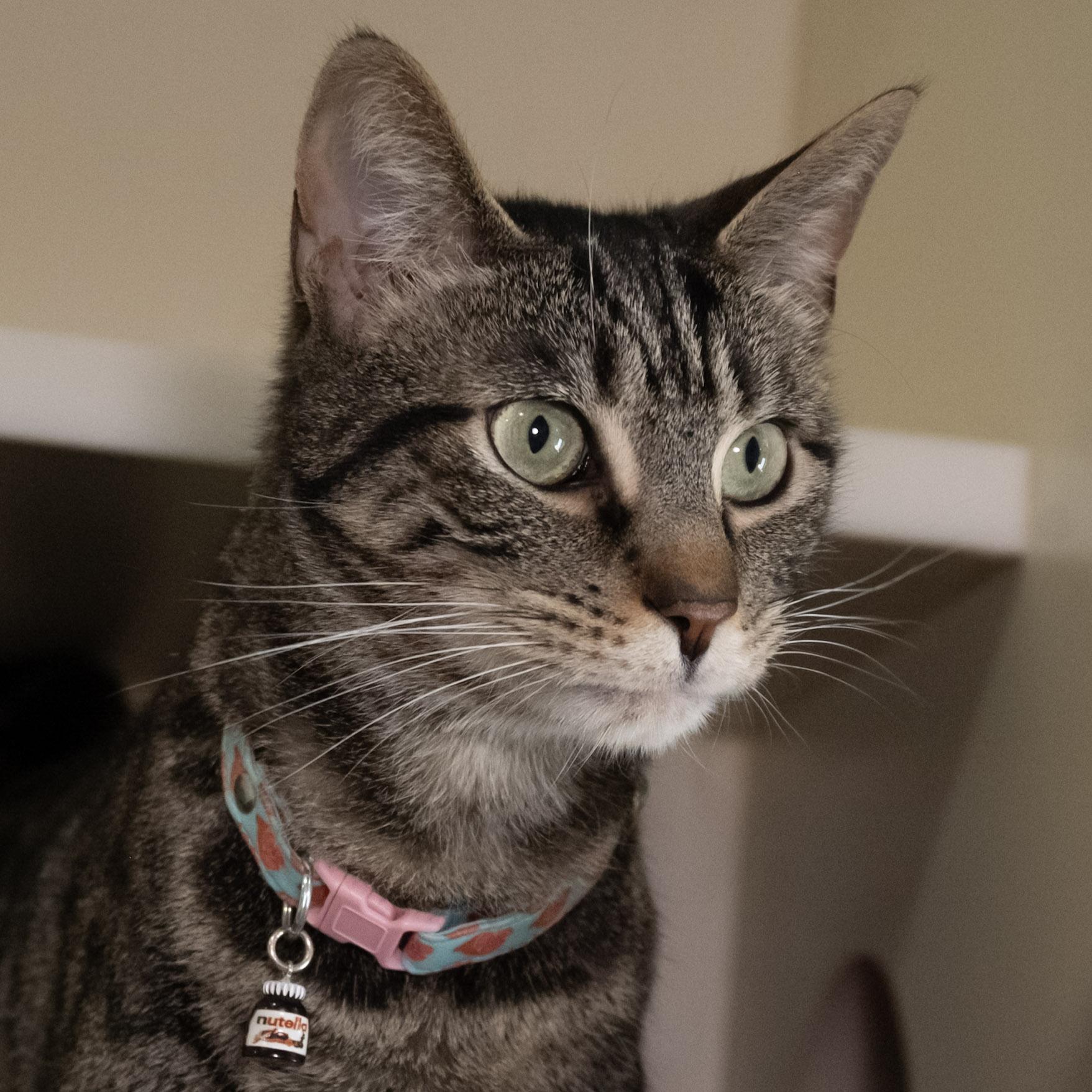 Nutella, ADOPTABLE, Adult Male Domestic Short Hair.