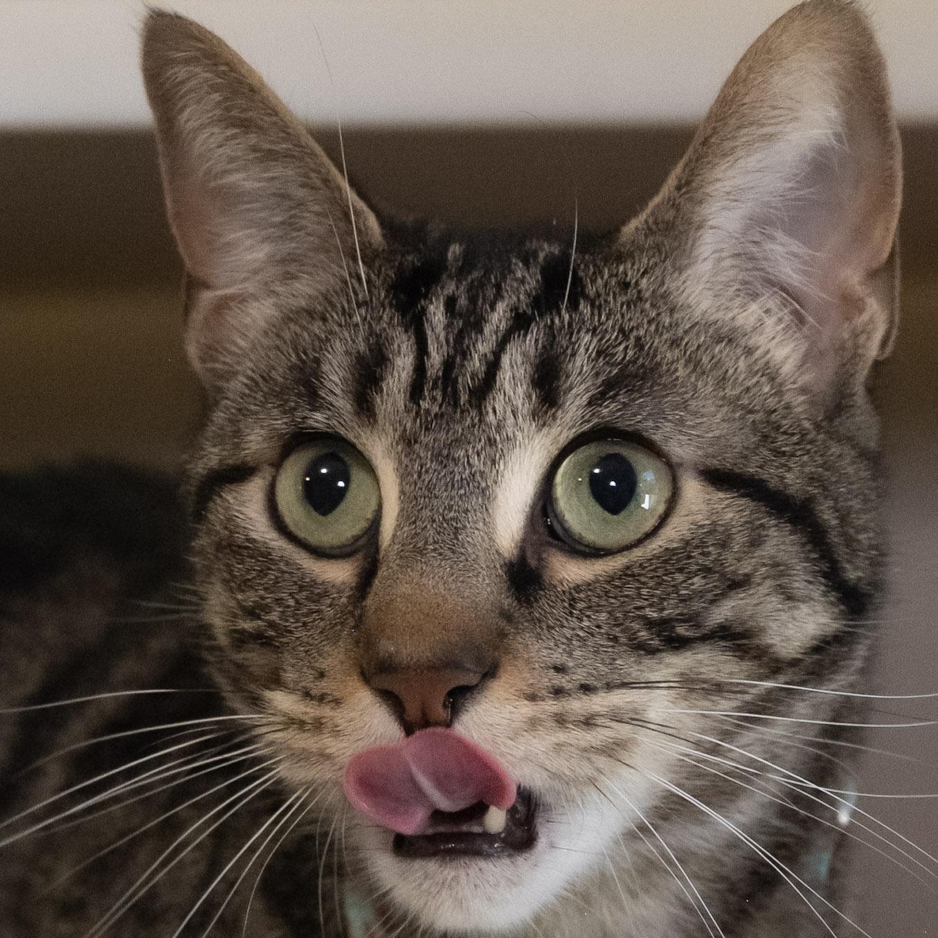 Nutella, a ADOPTABLE Domestic Short Hair in Victor, NY image 5/5