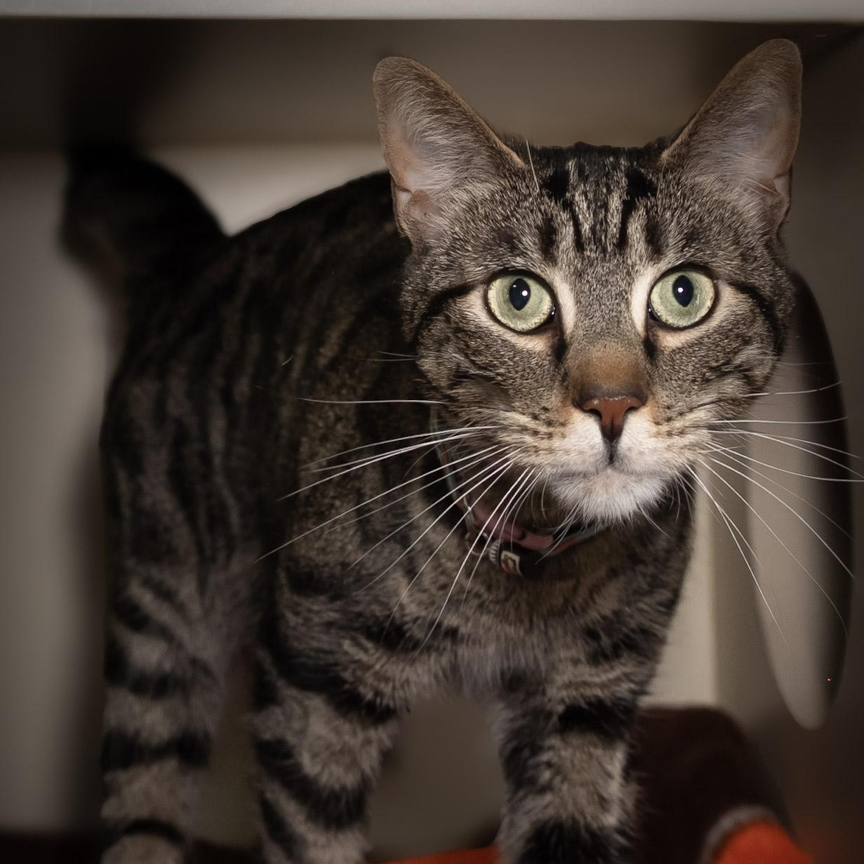 Nutella, a ADOPTABLE Domestic Short Hair in Victor, NY image 4/5