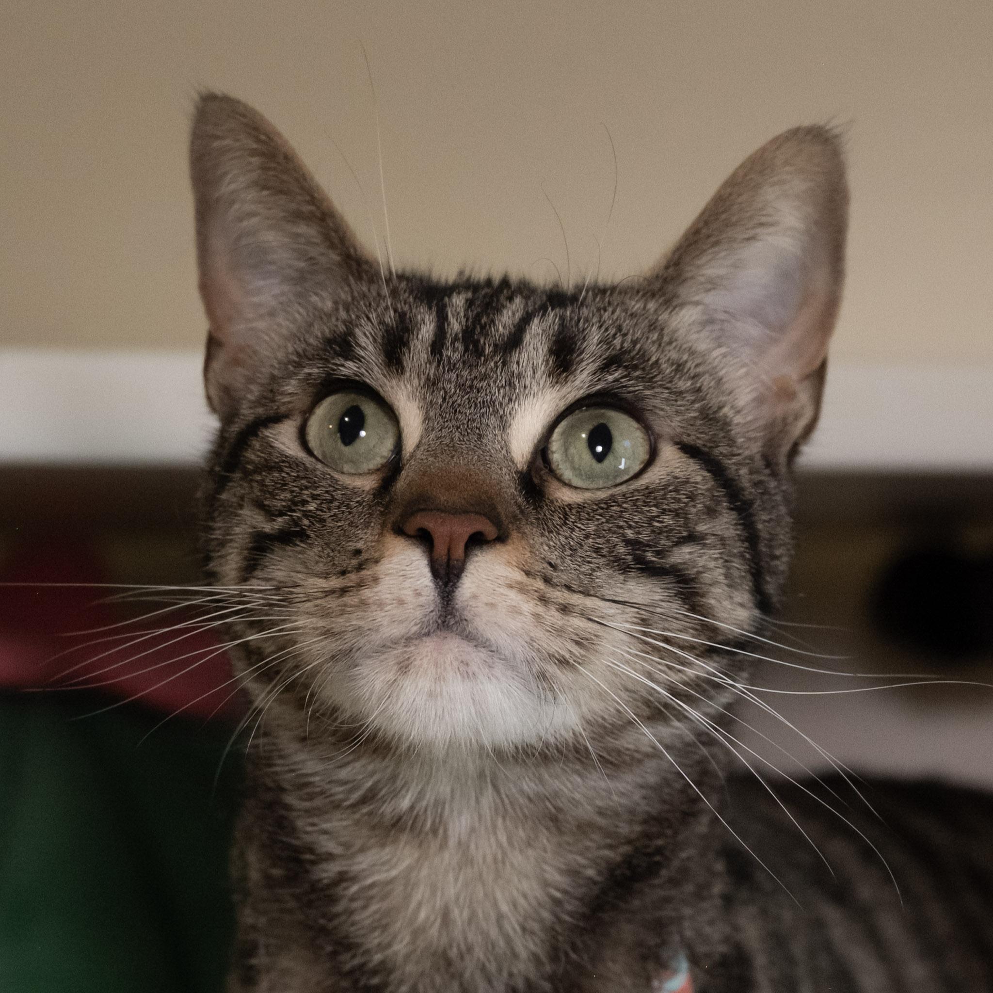 Nutella, a ADOPTABLE Domestic Short Hair in Victor, NY image 2/5