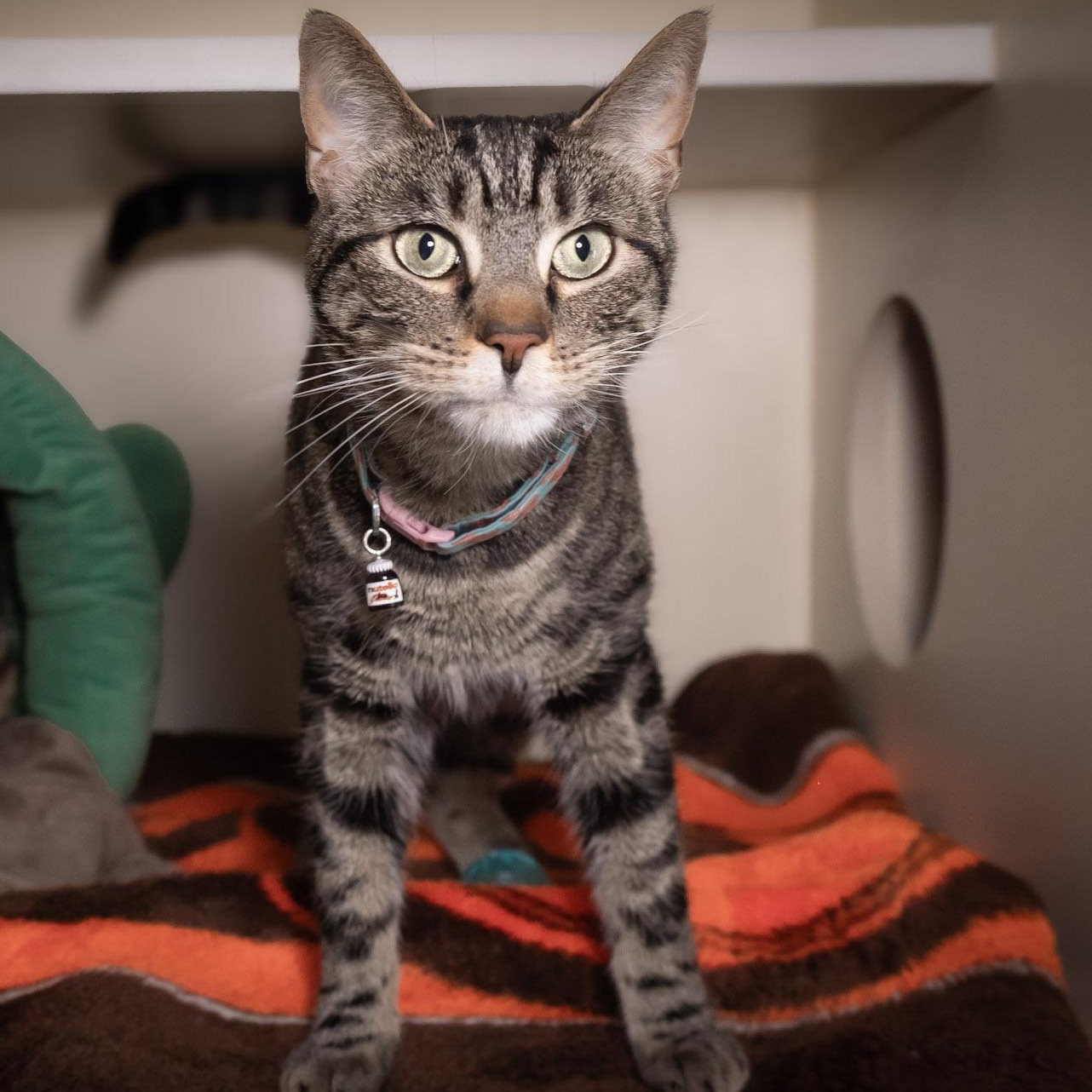 Nutella, a ADOPTABLE Domestic Short Hair in Victor, NY image 3/5