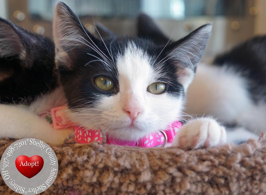 Blackbird, Adoptable, Kitten Female Domestic Short Hair.