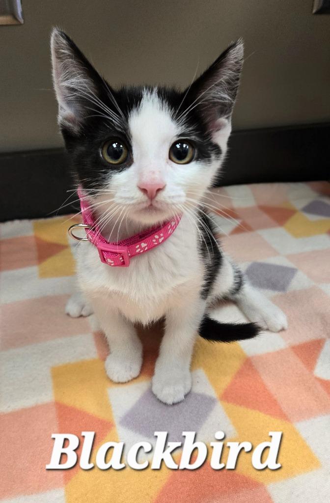 Blackbird, a Adoptable mixed breed in Sidney, OH image 2/3