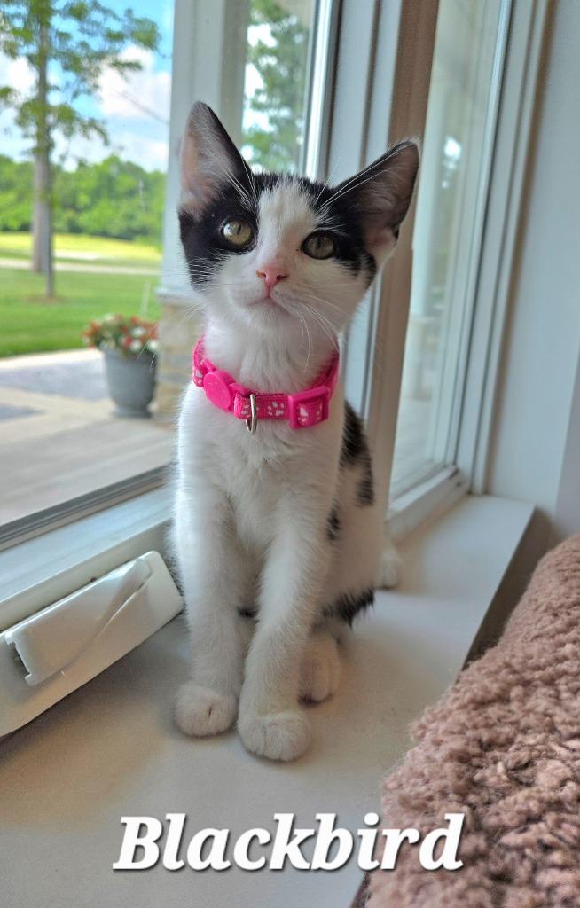 Blackbird, a Adoptable mixed breed in Sidney, OH image 3/3