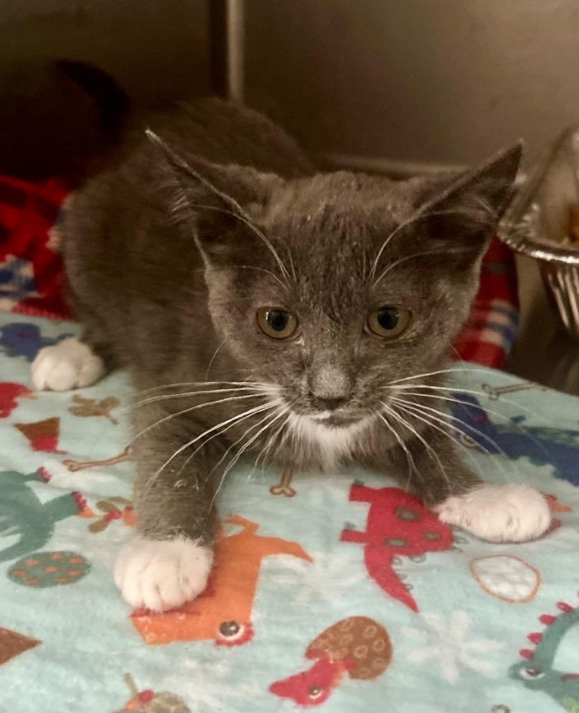 Stacy, Adoptable, Young Female Domestic Short Hair.