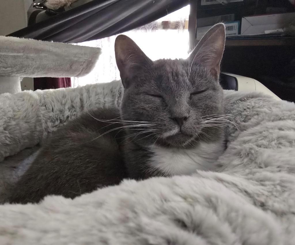 Stacy, Adoptable, Young Female Domestic Short Hair.