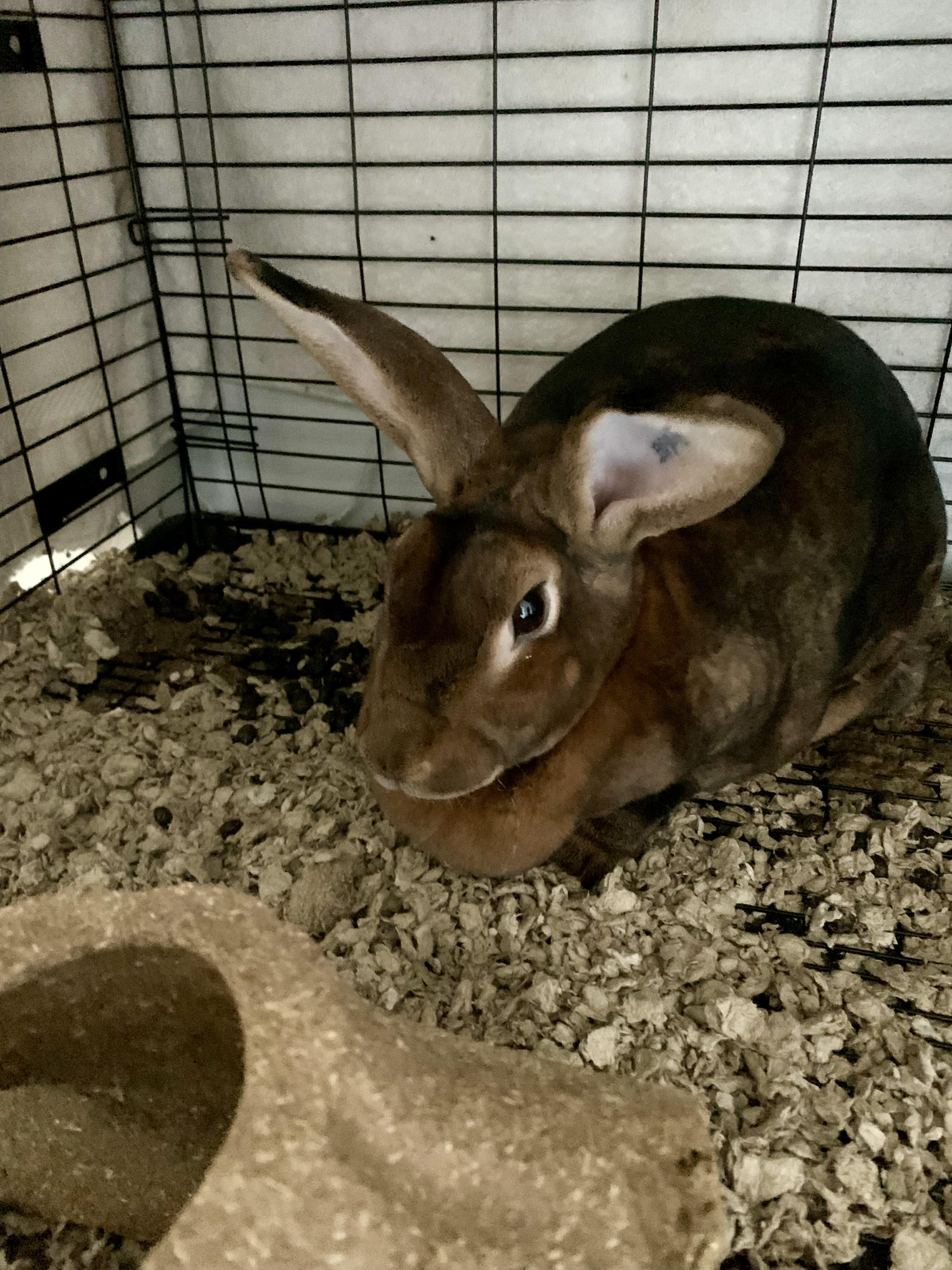 Root, Adoptable, Adult Female Rex.