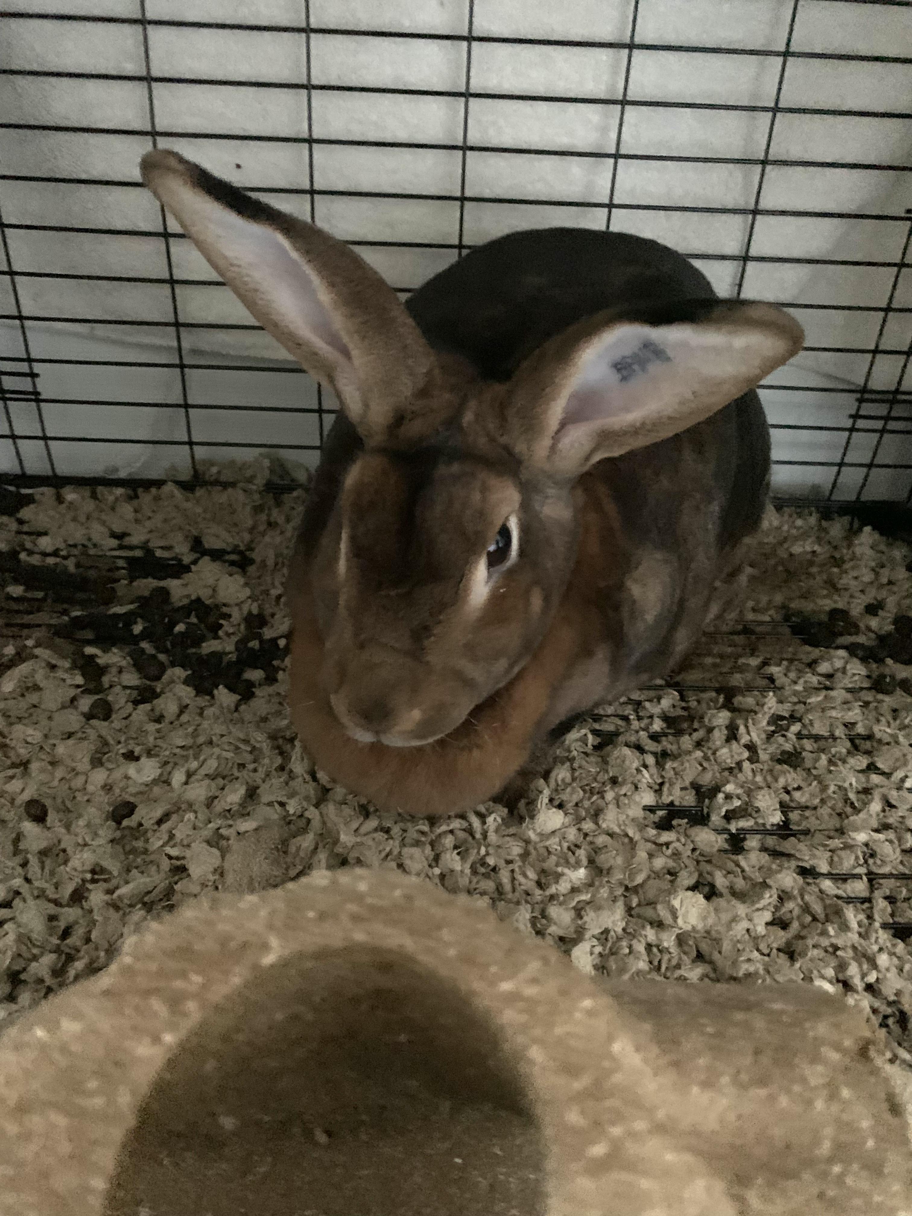 Enlarge Root, a Adoptable Rex in Grass Valley, CA image 3/3