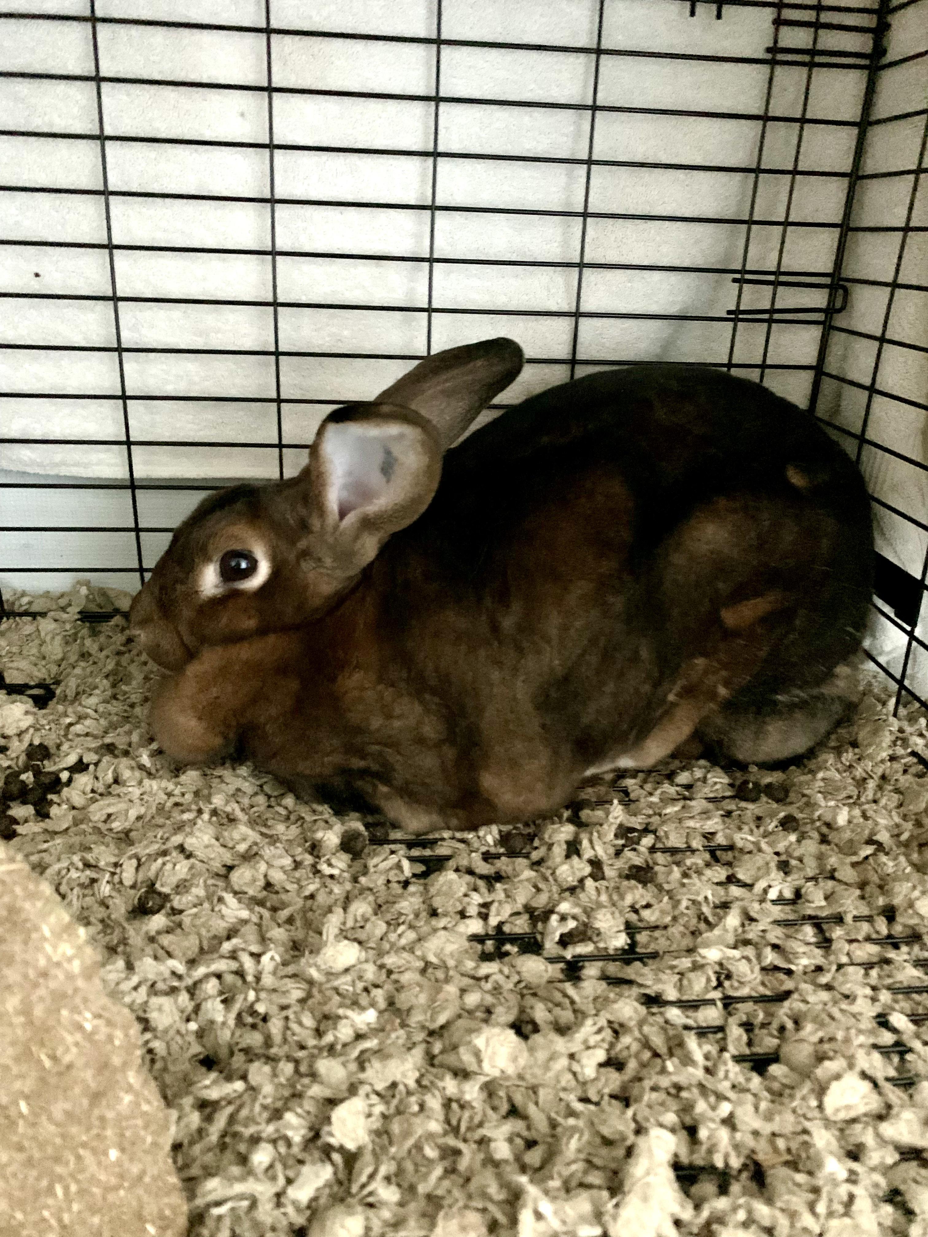 Enlarge Root, a Adoptable Rex in Grass Valley, CA image 2/3