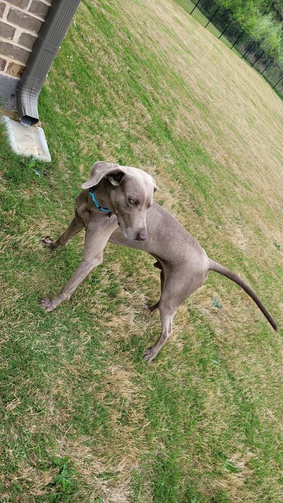 Din, Adoptable, Adult Male Weimaraner.
