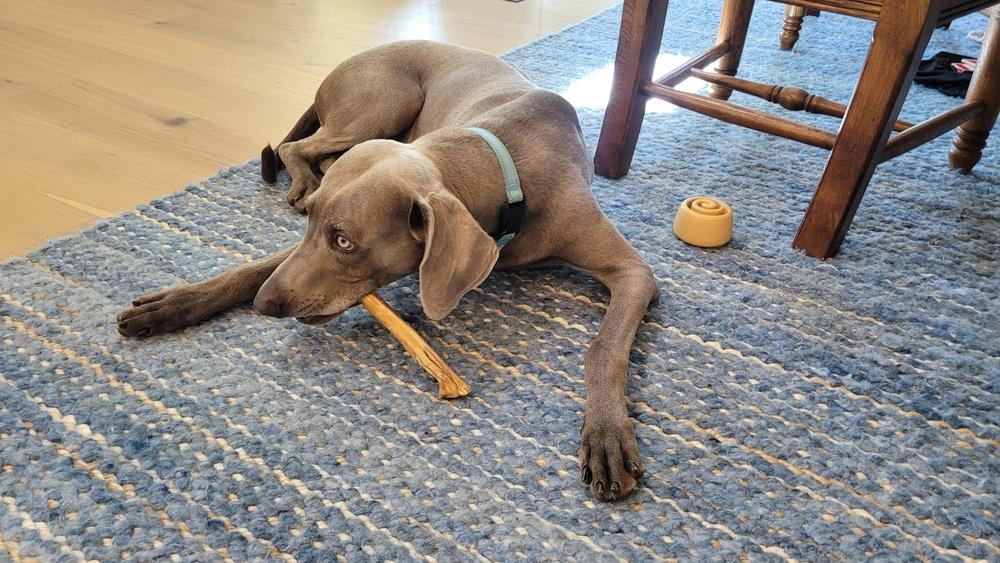 Enlarge Din, a Adoptable Weimaraner in Dallas, TX image 2/4