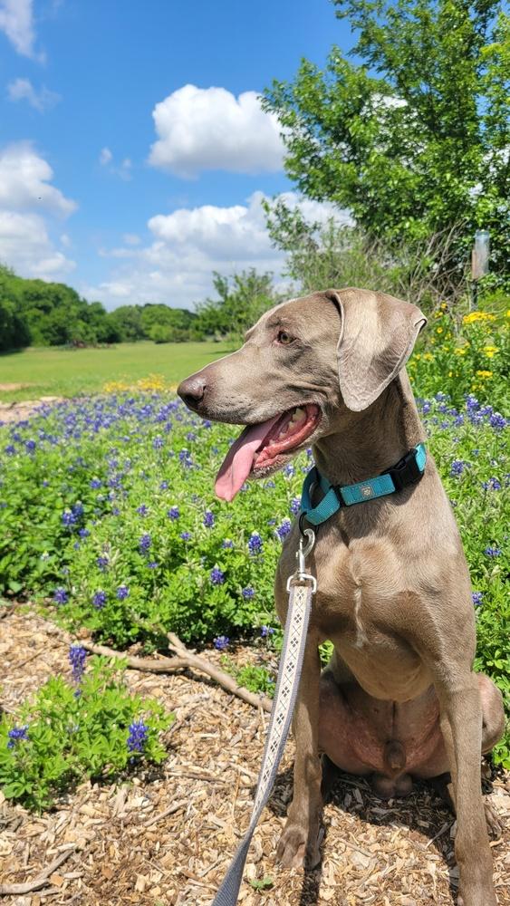 Enlarge Din, a Adoptable Weimaraner in Dallas, TX image 3/4