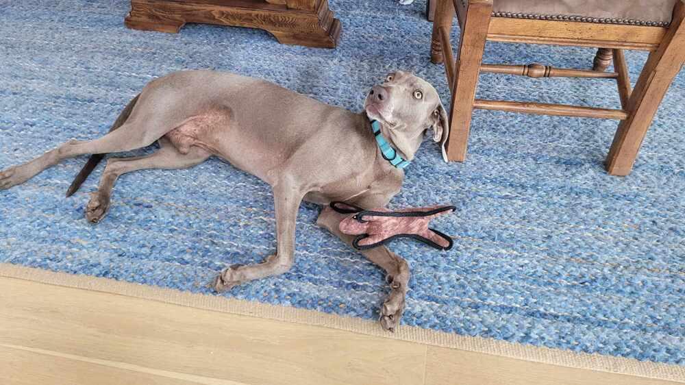 Enlarge Din, a Adoptable Weimaraner in Dallas, TX image 4/4