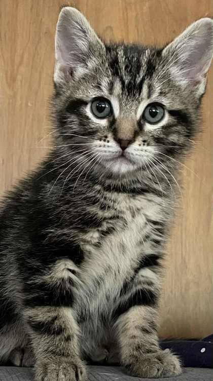 Pudge photo 1