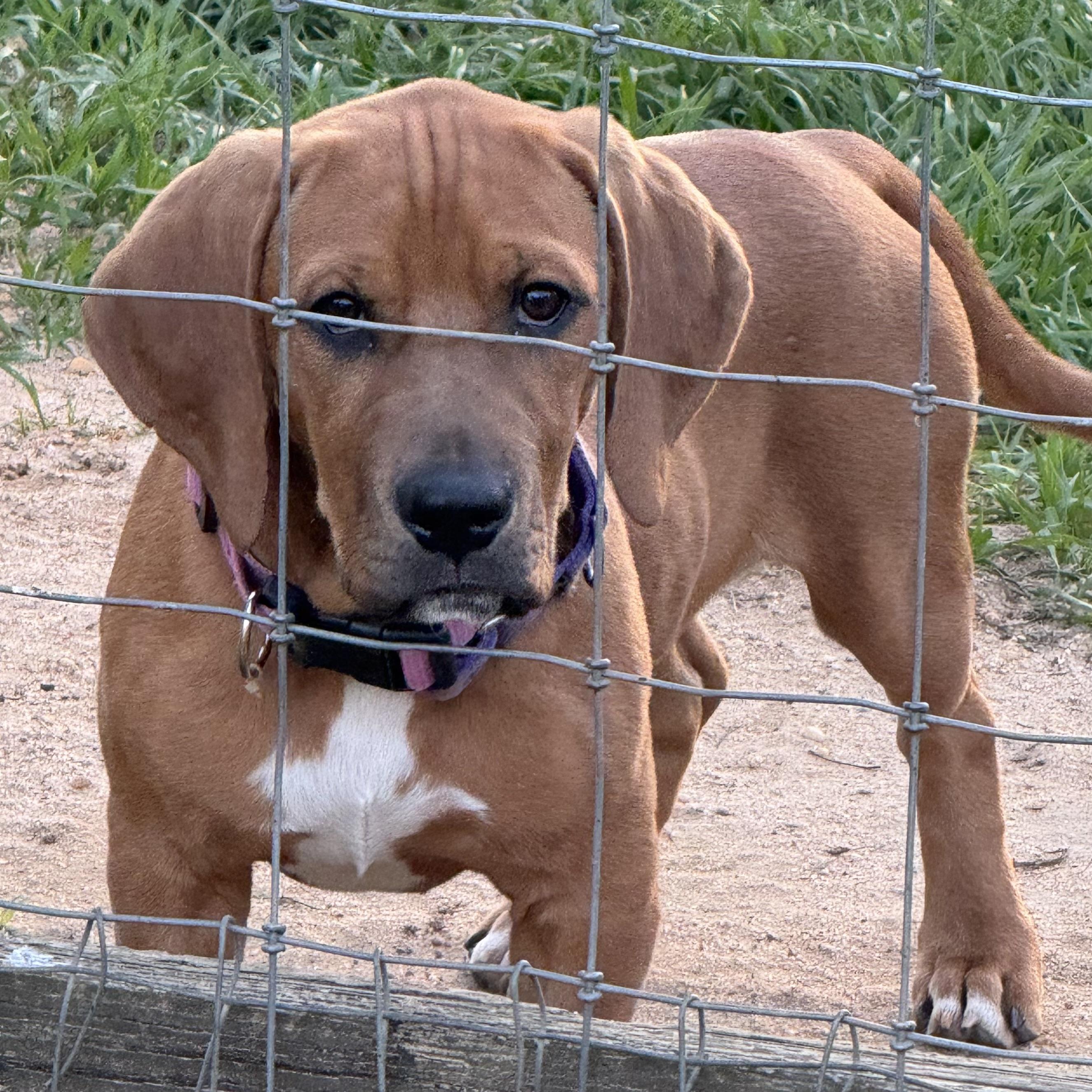 Enlarge Cashew, an adopted mixed breed in Port Saint Lucie, FL image 4/6