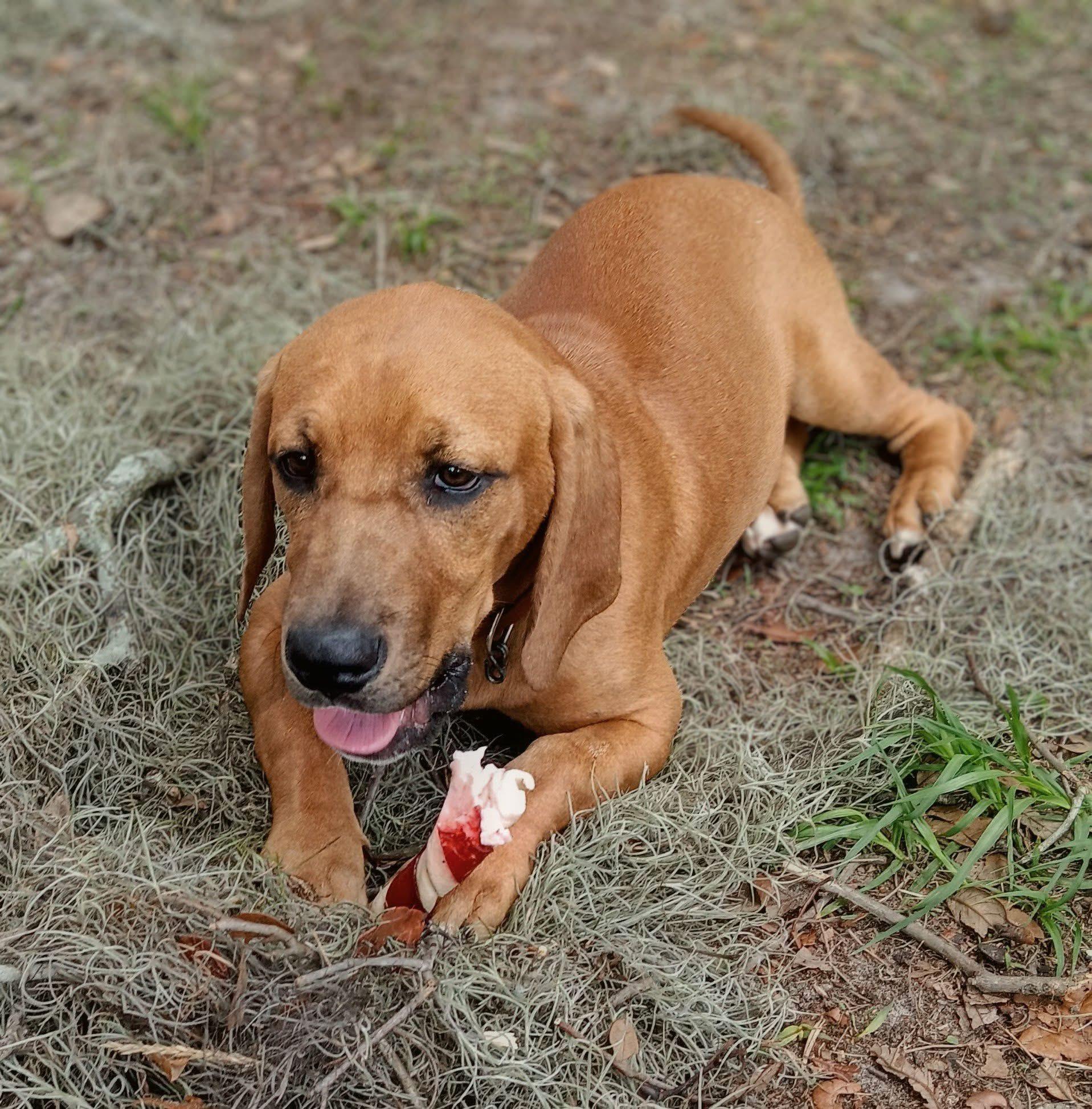 Cashew, adopted, Puppy Male Hound.