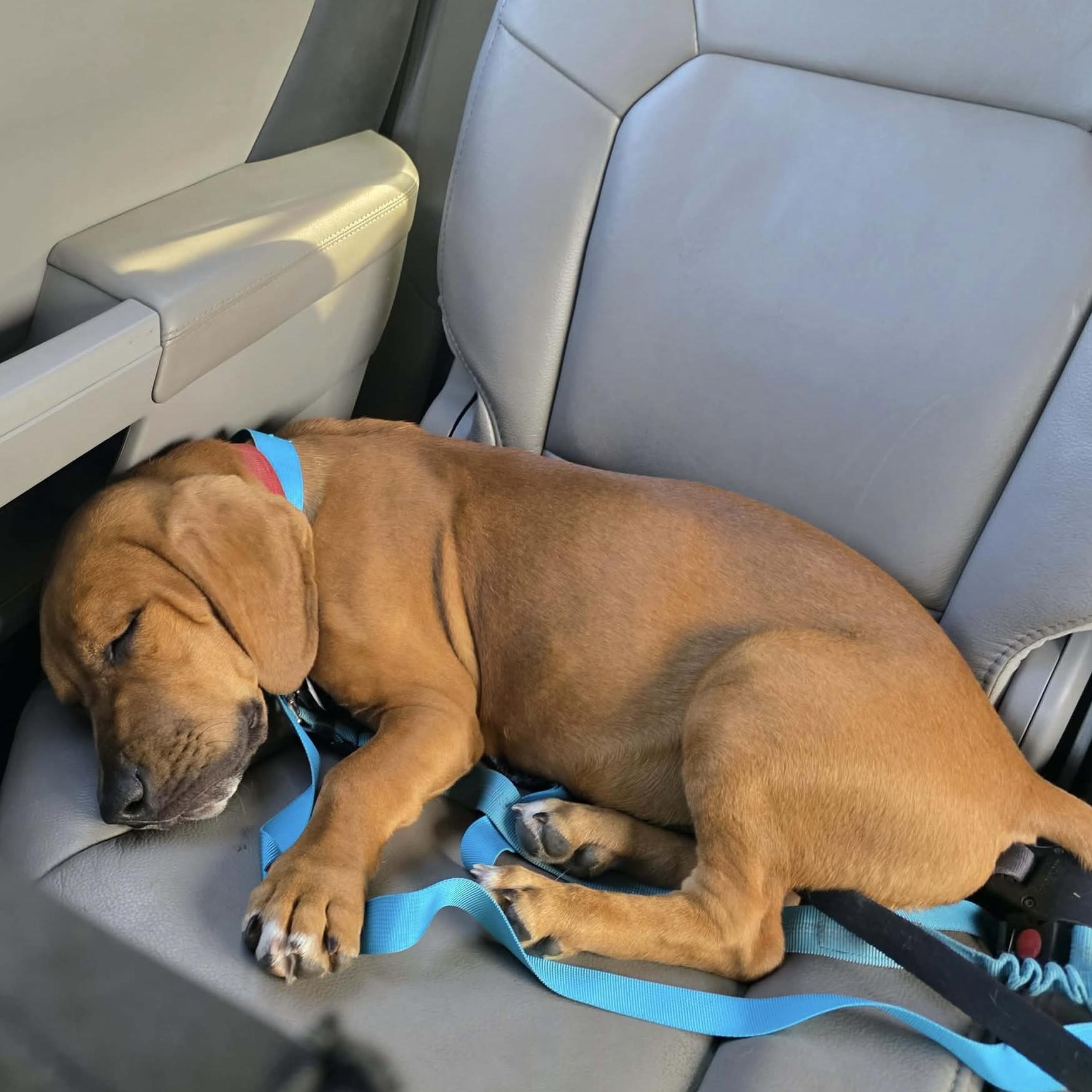 Enlarge Cashew, an adopted mixed breed in Port Saint Lucie, FL image 2/6