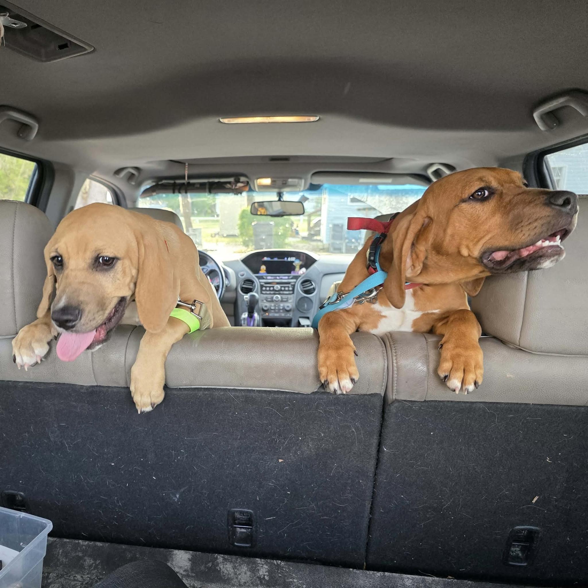 Enlarge Cashew, an adopted mixed breed in Port Saint Lucie, FL image 5/6