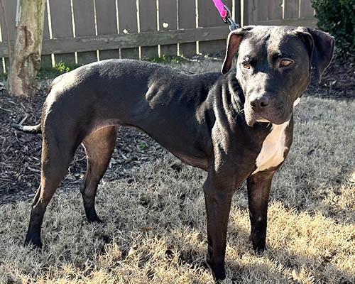 Eve, a Adoptable mixed breed in Lake Wylie, SC image 2/3