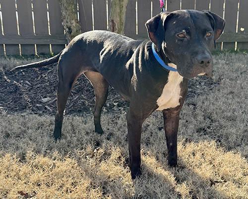 Eve, a Adoptable mixed breed in Lake Wylie, SC image 3/3