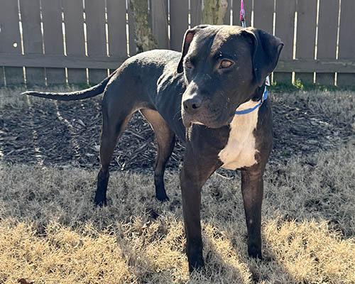 Eve, a Adoptable mixed breed in Lake Wylie, SC image 1/3