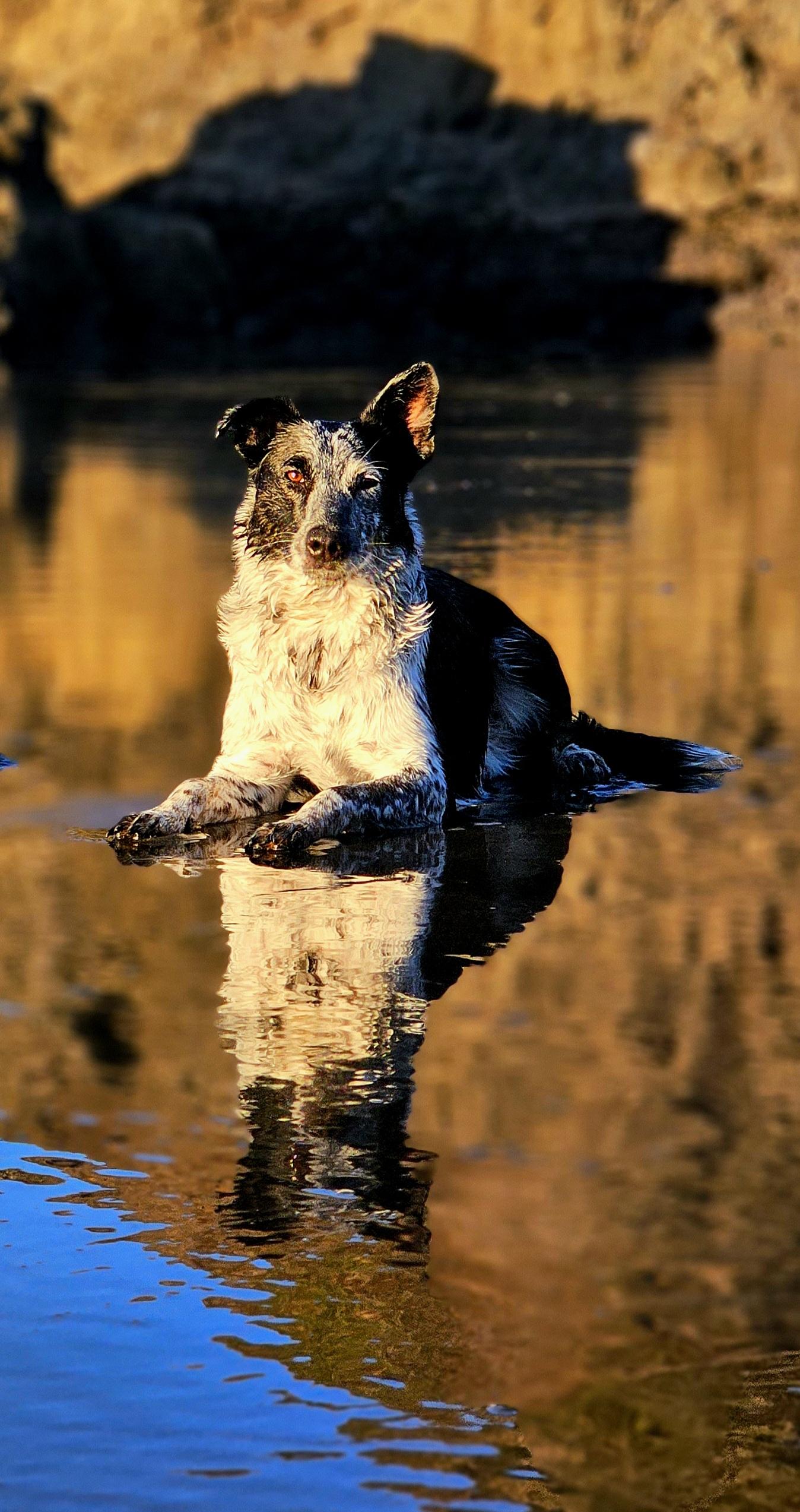 Charlie, an adoptable McNab, Australian Cattle Dog / Blue Heeler in Bend, OR, 97702 | Photo Image 1