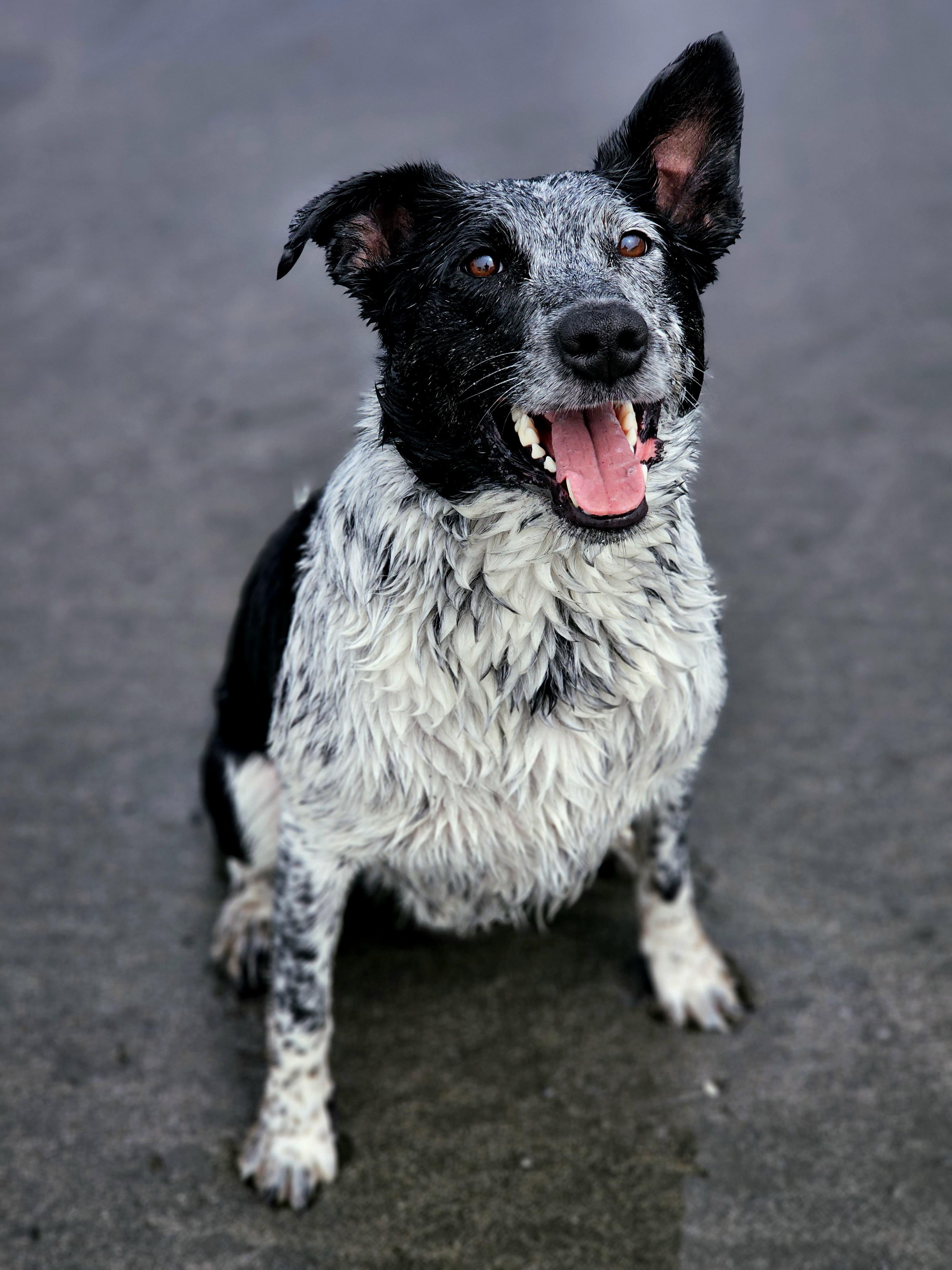 Charlie, an adoptable McNab, Australian Cattle Dog / Blue Heeler in Bend, OR, 97702 | Photo Image 3
