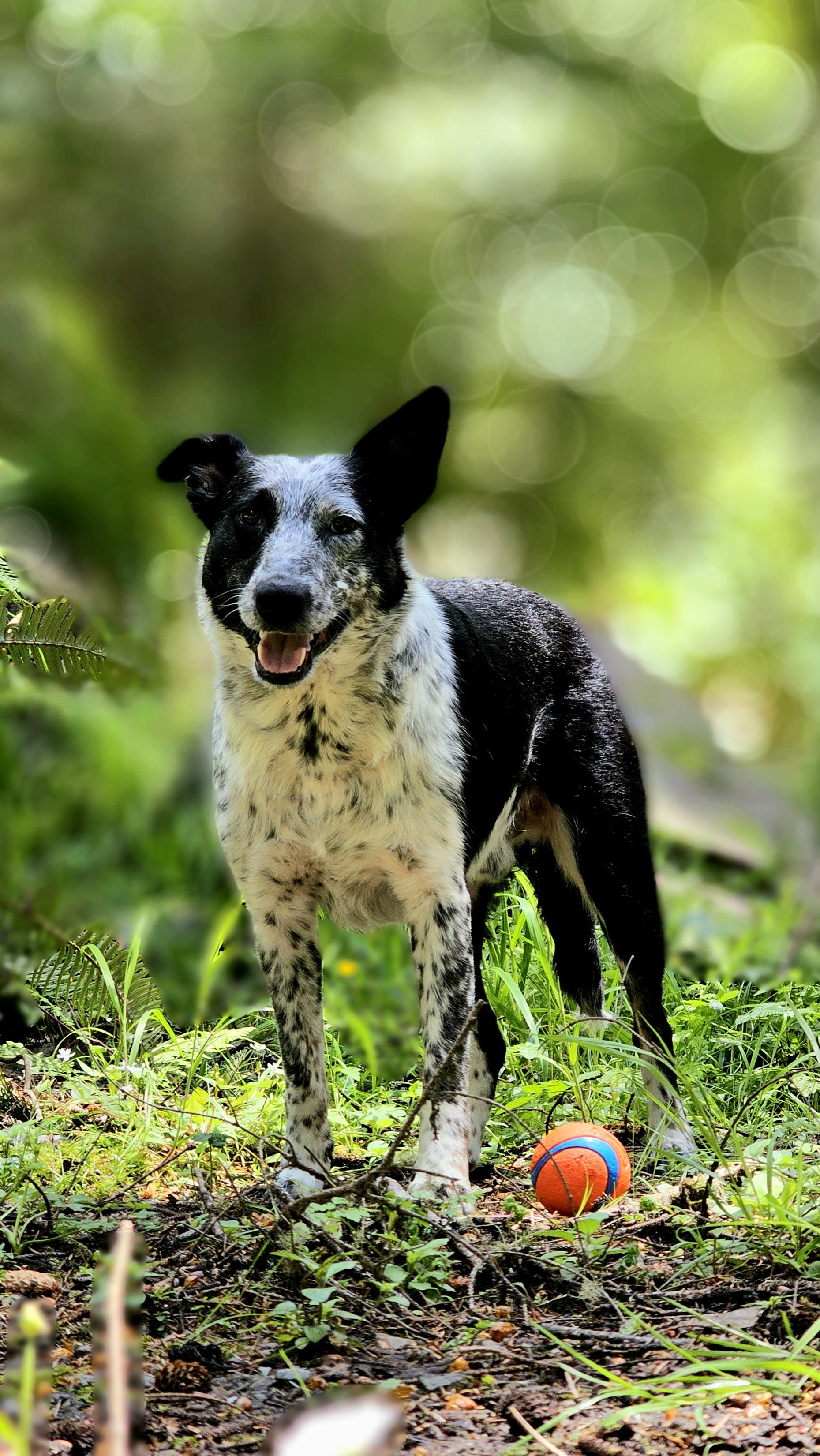 Charlie, an adoptable McNab, Australian Cattle Dog / Blue Heeler in Bend, OR, 97702 | Photo Image 2