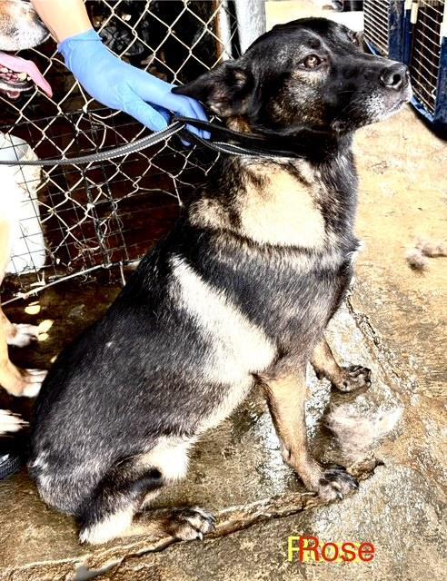 Enlarge Rose, a Adoptable mixed breed in Los Angeles, CA image 2/3