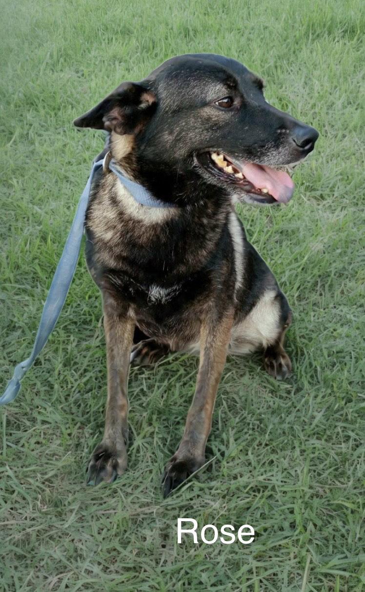 Rose, Adoptable, Young Female Alaskan Malamute & Shepherd.