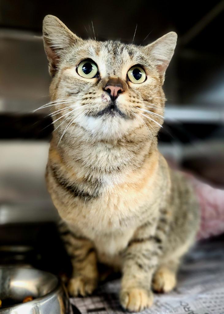 Enlarge Nutmeg, a Adoptable mixed breed in Shelbyville, TN image 1/1