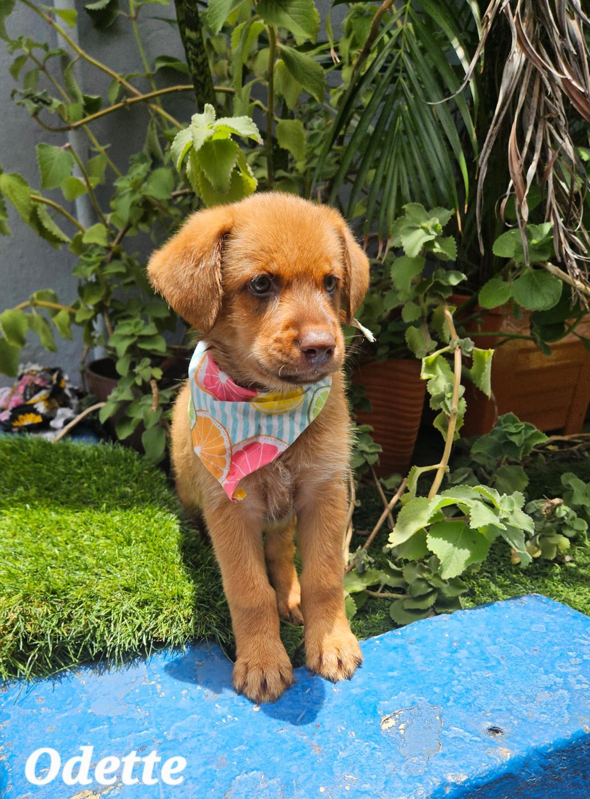 Oddette, Adoptable, Puppy Female Retriever & Labrador Retriever.